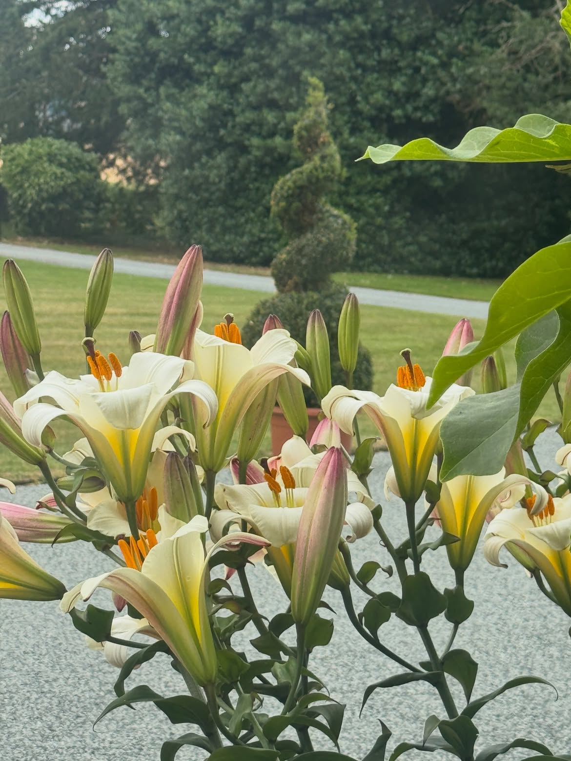 Summer bloom on the Hall grounds